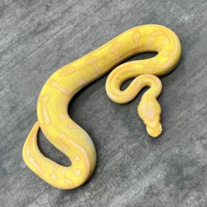 Freeman Ballpython Freeman Ballpython Supply