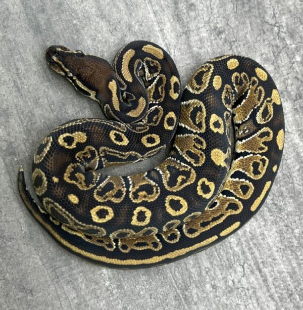 Hurricane het Piebald