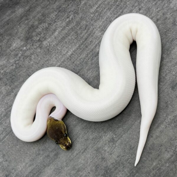 Black Pastel Mahogany Pie Bald - Image 3