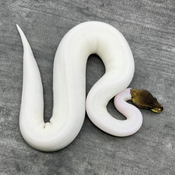 Black Pastel Mahogany Pie Bald