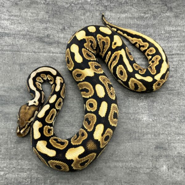 Freeman Ballpython Freeman Ballpython Supply