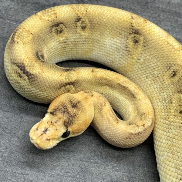 Champagne het Orange Crush - Image 2
