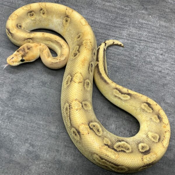 Champagne het Orange Crush