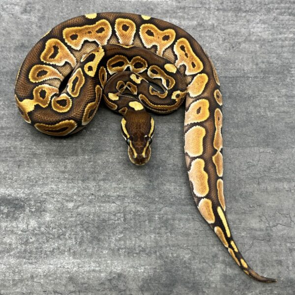 Cinnamon Enchi Special - Image 3