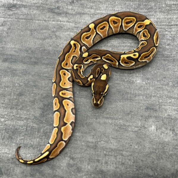 Cinnamon Enchi Special