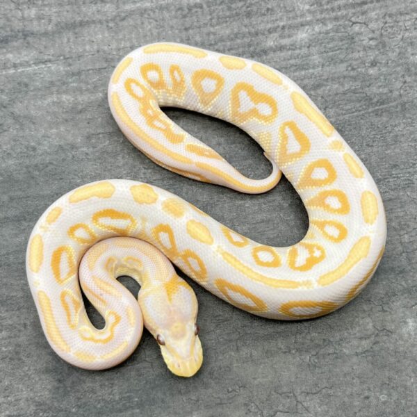 Cinnamon Lavender Albino  - Image 2