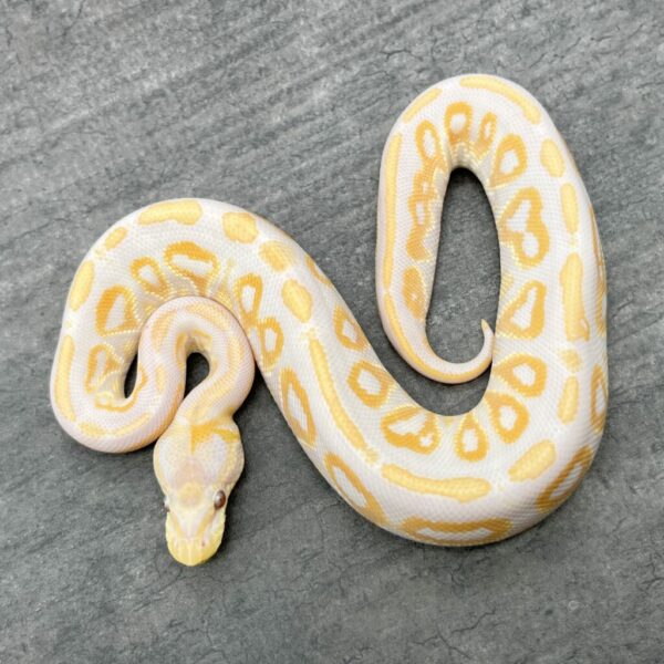 Cinnamon Lavender Albino  - Image 3