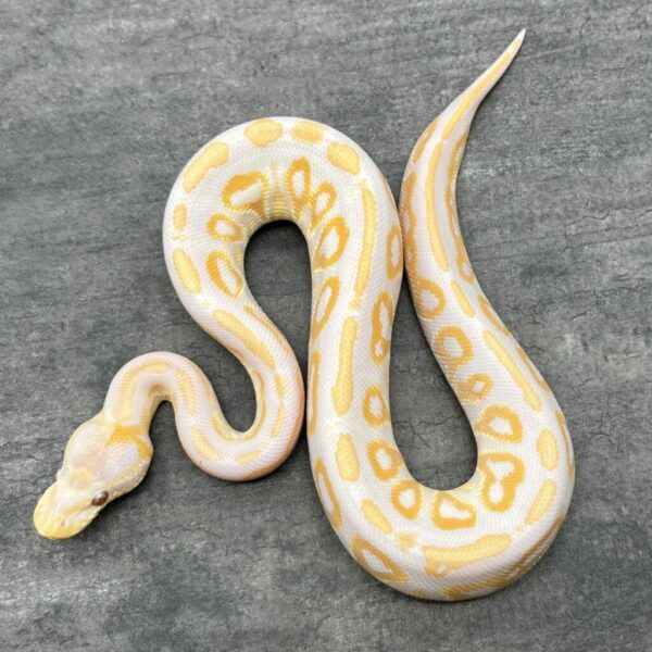 Cinnamon Lavender Albino 