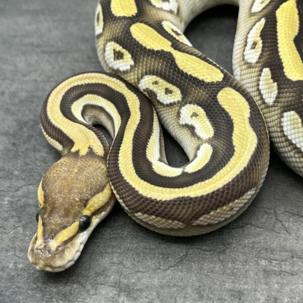 Cypress Mojave het Clown or Cryptic - Image 2
