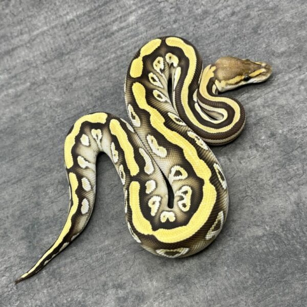 Cypress Mojave het Clown or Cryptic - Image 3