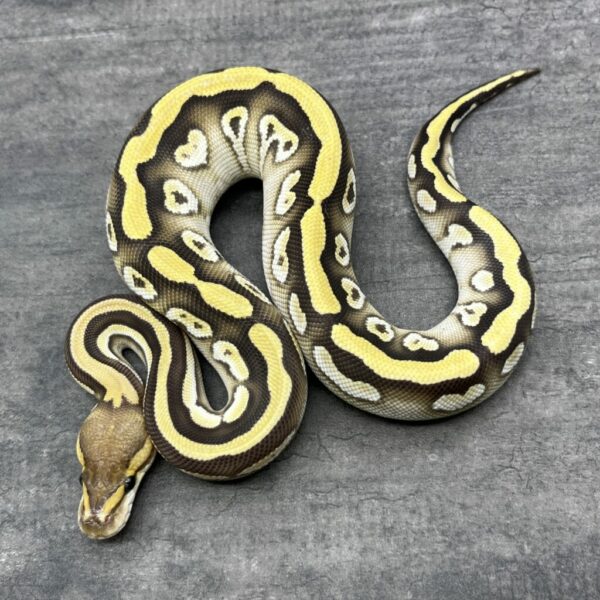 Cypress Mojave het Clown or Cryptic
