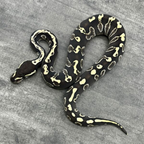 GHI Mojave