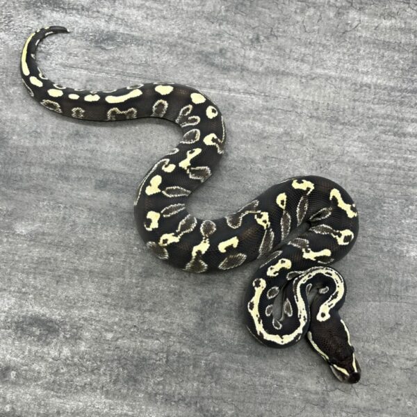 GHI Mojave - Image 2