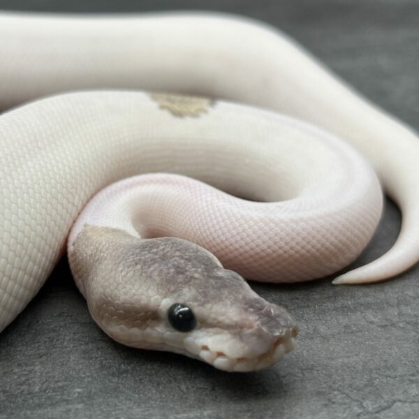GHI Mojave Fire Piebald - Image 2