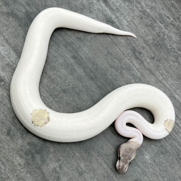 GHI Mojave Fire Piebald - Image 3