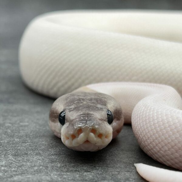 GHI Mojave Fire Piebald