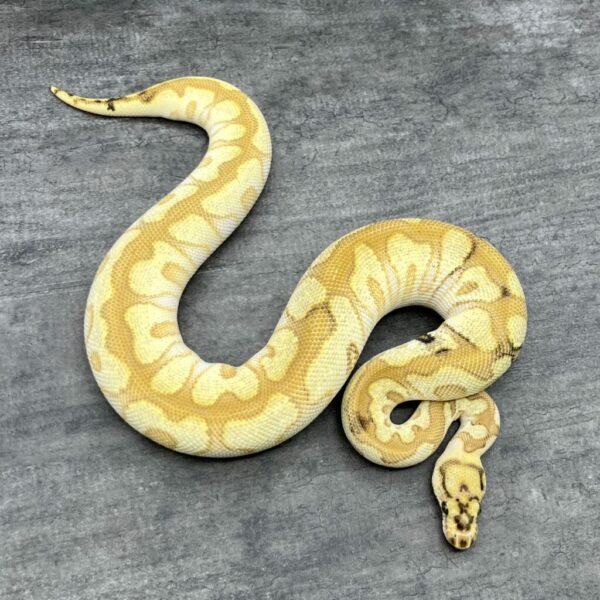 Spot Nose Lesser Enchi Clown - Image 3