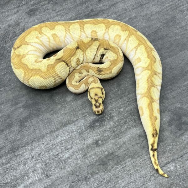 Spot Nose Lesser Enchi Clown