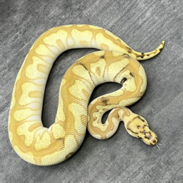 Spot Nose Lesser Enchi Clown - Image 2