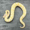 Lavender Albino - Image 2