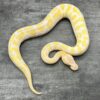 Lavender Albino - Image 3