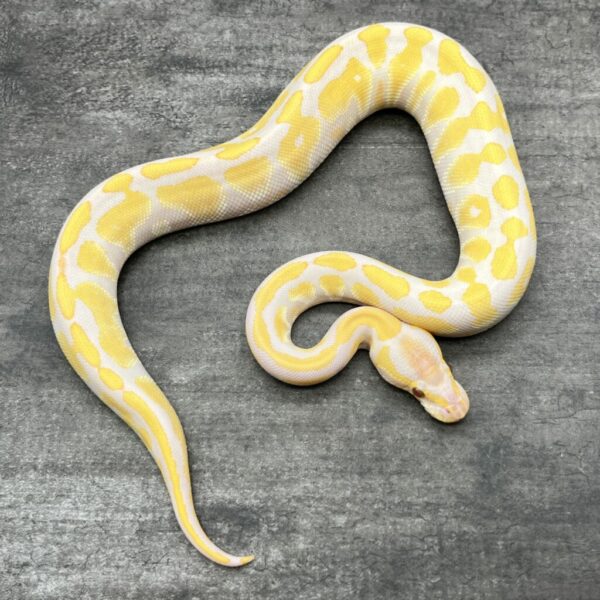 Lavender Albino - Image 3