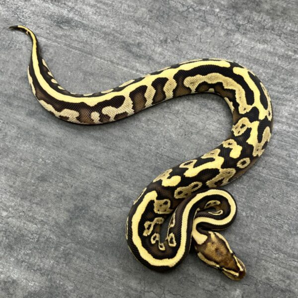 Leopard Fire Special 66%het Clown - Image 2