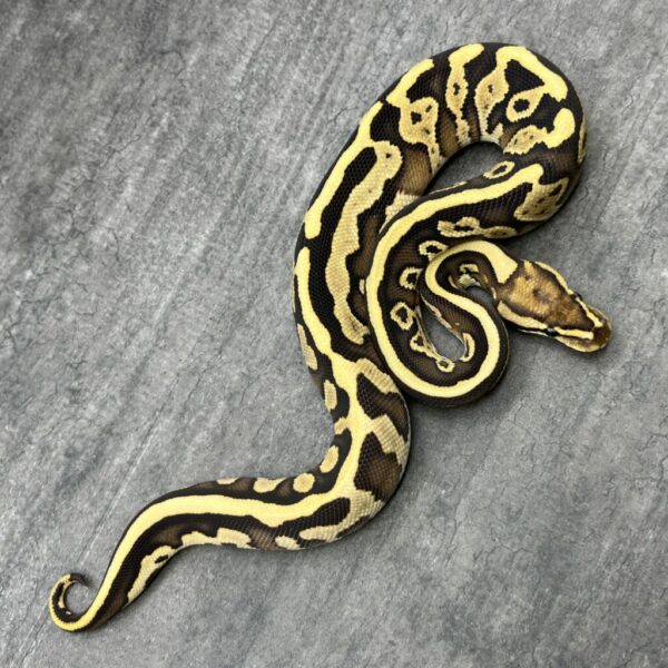 Leopard Fire Special 66%het Clown - Image 3