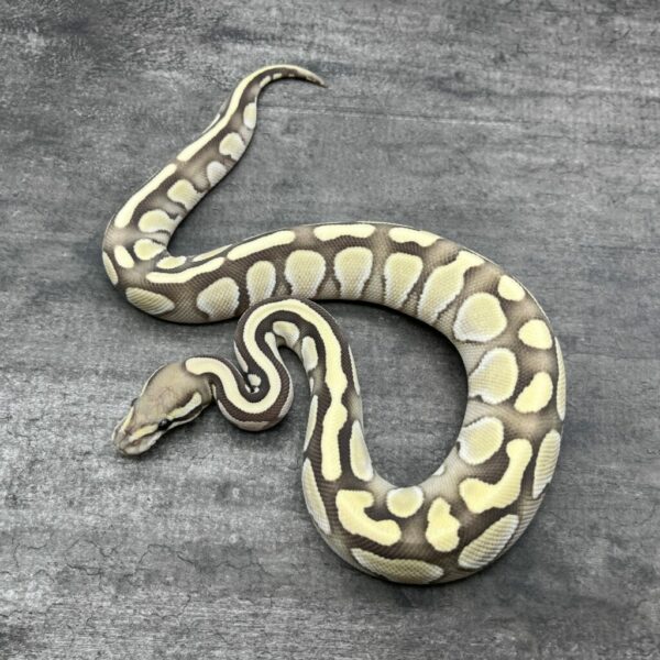 Lesser Desert Ghost - Image 3