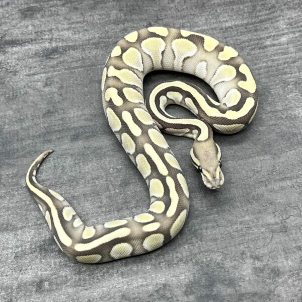Lesser Desert Ghost
