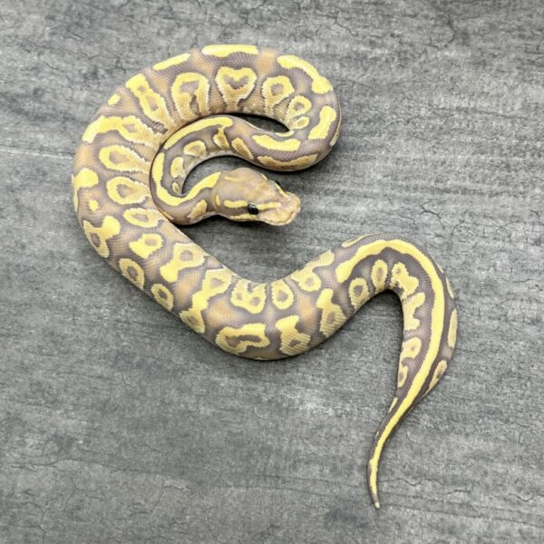 Mojave Fire Ghost - Image 2