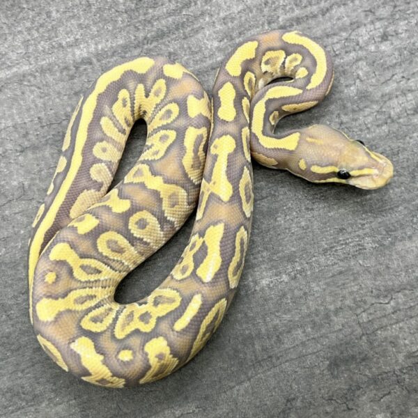 Mojave Fire Ghost - Image 3