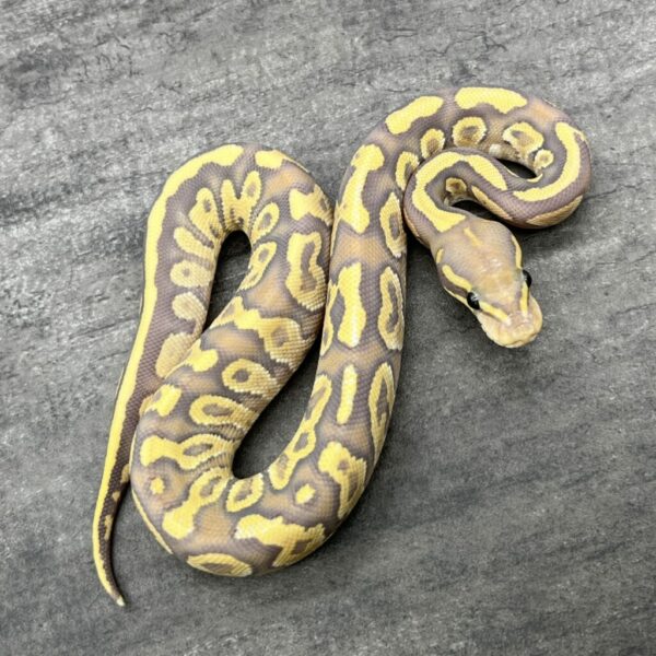 Mojave Fire Ghost
