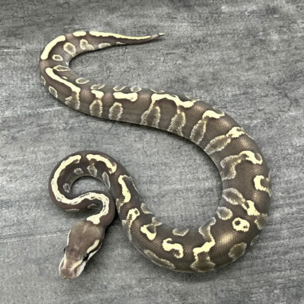 Mojave GHI Fire het Ghost  - Image 2