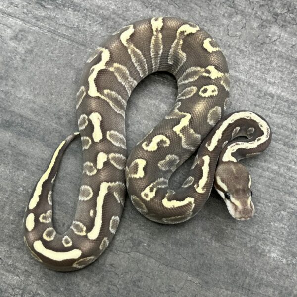 Mojave GHI Fire het Ghost 