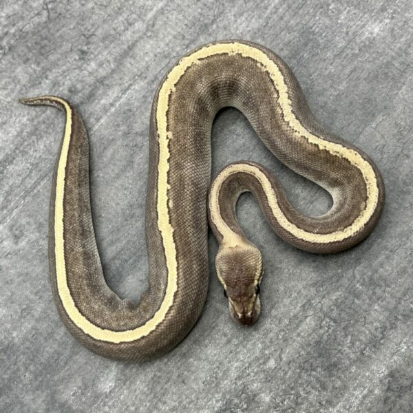 Mojave GHI Pinstripe - Image 2