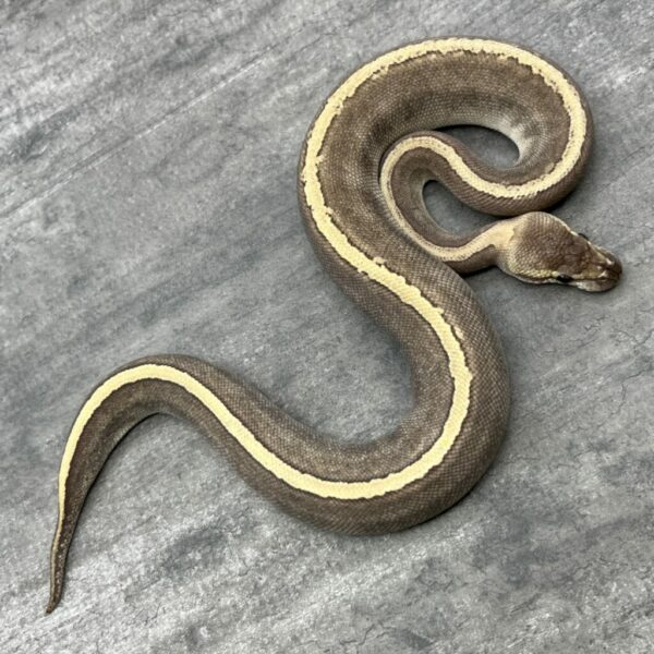 Mojave GHI Pinstripe - Image 3