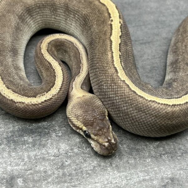Mojave GHI Pinstripe - Image 4