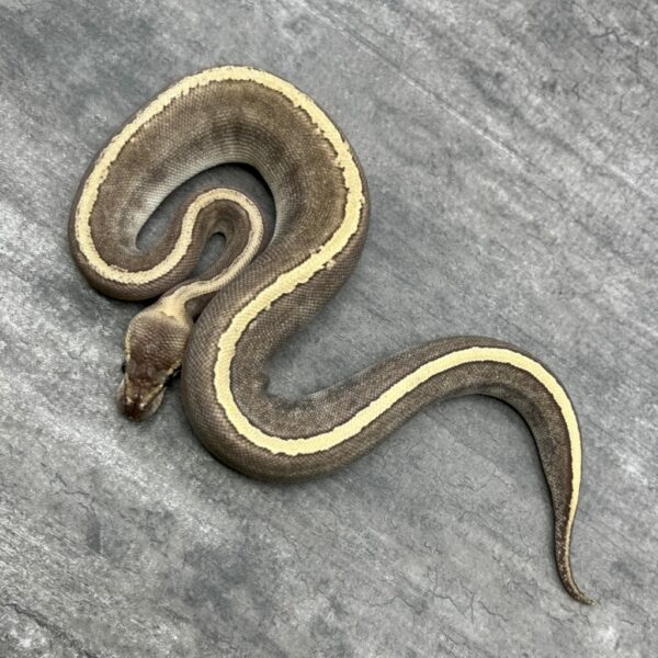 Mojave GHI Pinstripe
