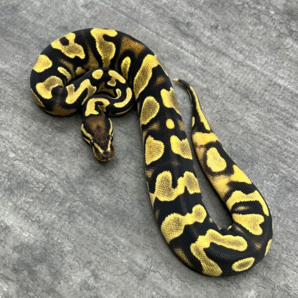 Orange Dream Asphalt or YB het Pie bald