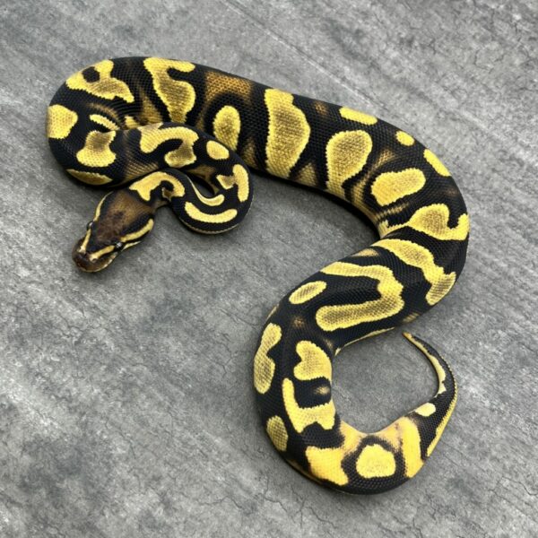 Orange Dream Asphalt or YB het Pie bald - Image 2