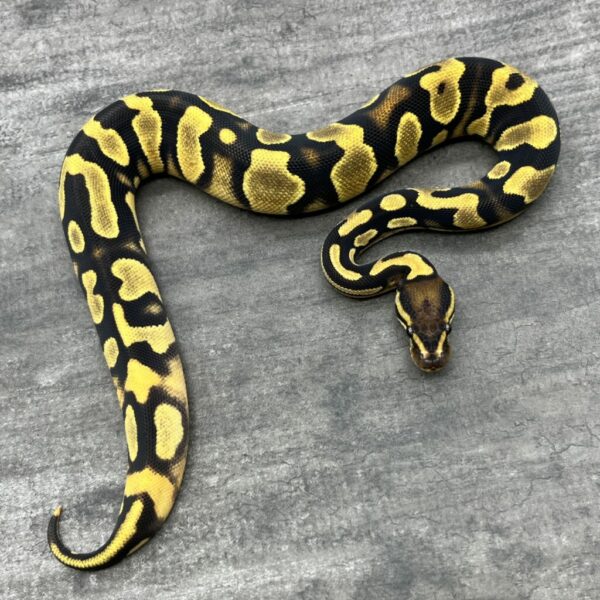 Orange Dream Asphalt or YB het Pie bald - Image 3