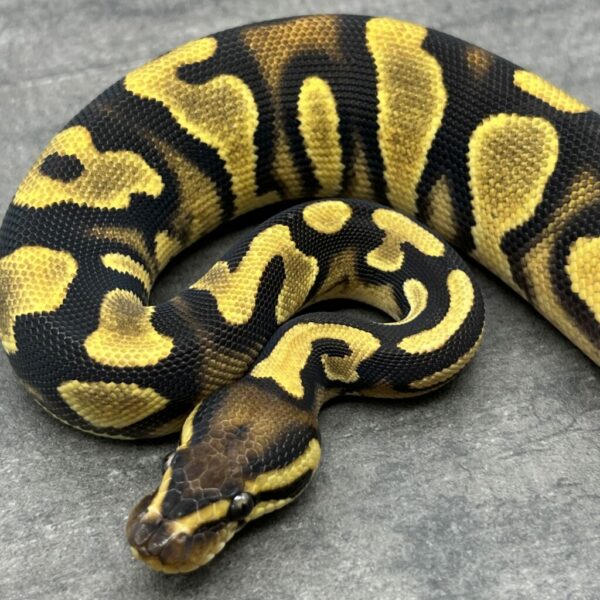 Orange Dream Asphalt or YB het Pie bald - Image 4