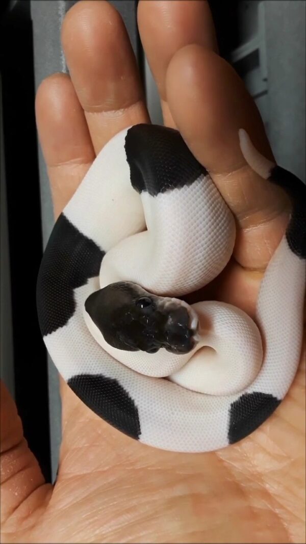 Panda Pie bald