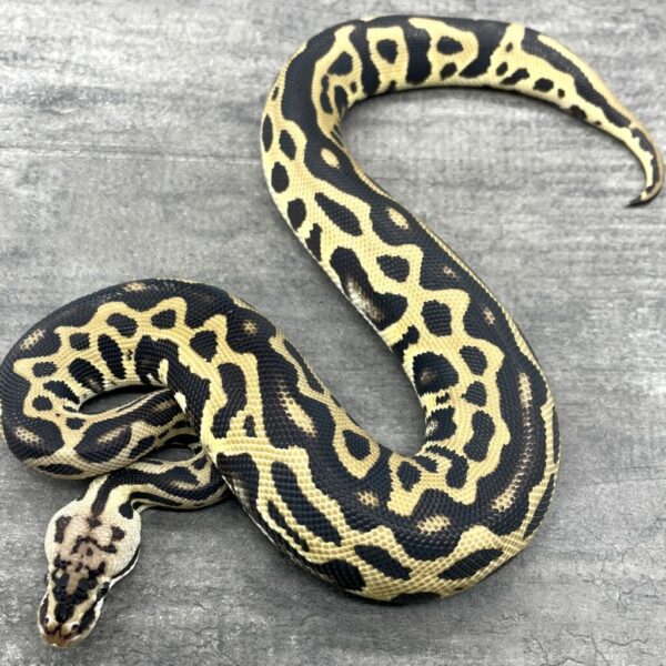 Pastel Leopard Krypton het Desert Ghost - Image 3
