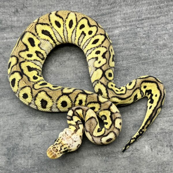 Pastel Spot Nose Clown