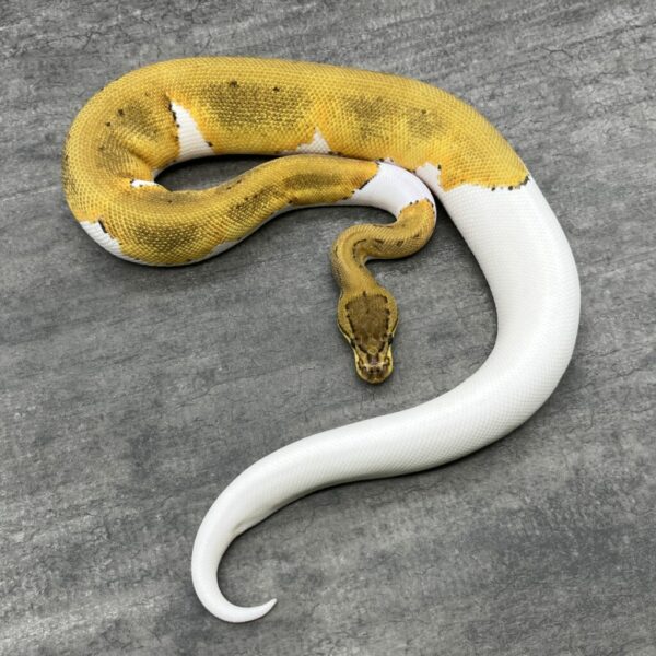Pinstripe Pie bald 50%het albino - Image 2