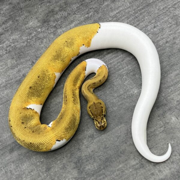 Pinstripe Pie bald 50%het albino - Image 3