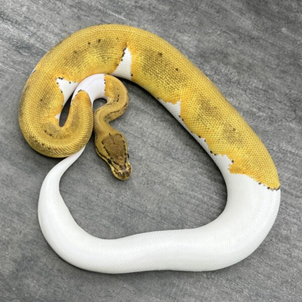 Pinstripe Pie bald 50%het albino