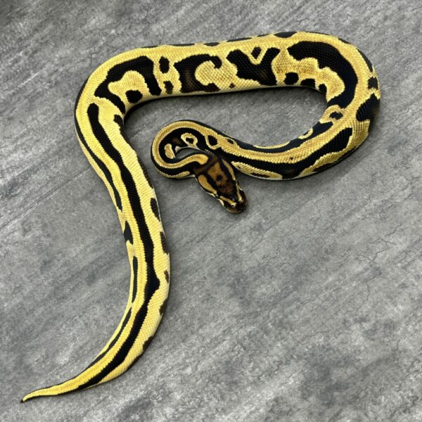 Super Orange Dream Leopard het Clown